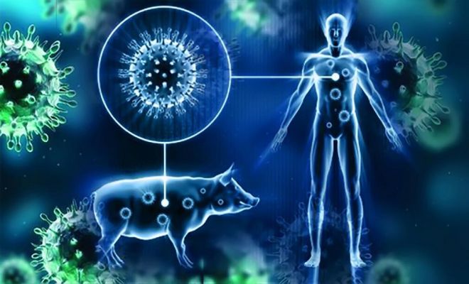 Ứng dụng nano bạc trong phòng và trị bênh cúm lợn (heo) (H1N1)