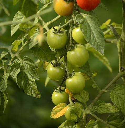 Tỉa cành cho cây cà chua