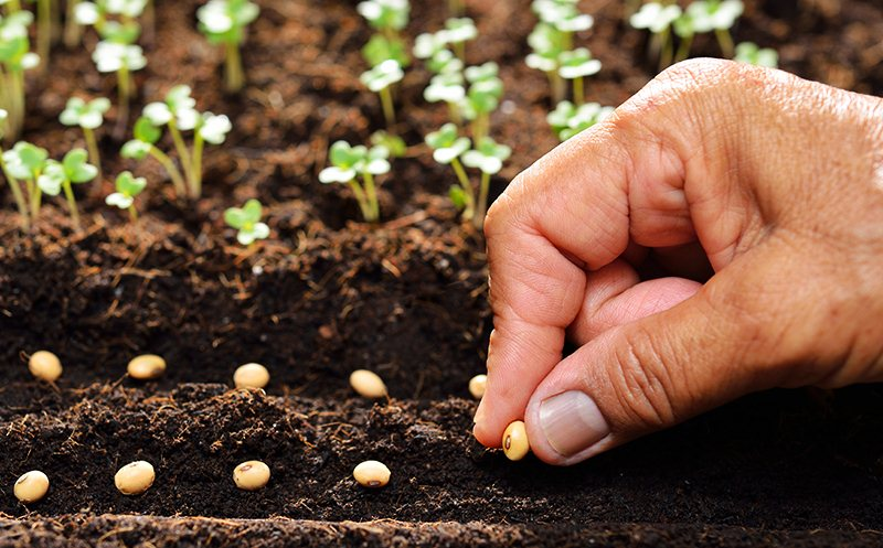 Chọn loại hạt giống phù hợp để trồng trong vườn của bạn