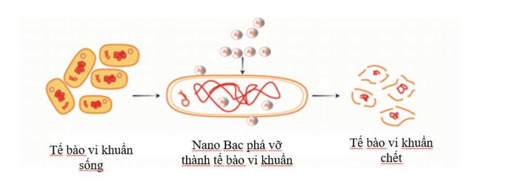 Nguyên tắc kháng khuẩn của ion bạc - Sliver ion (Ag+) - Techtra