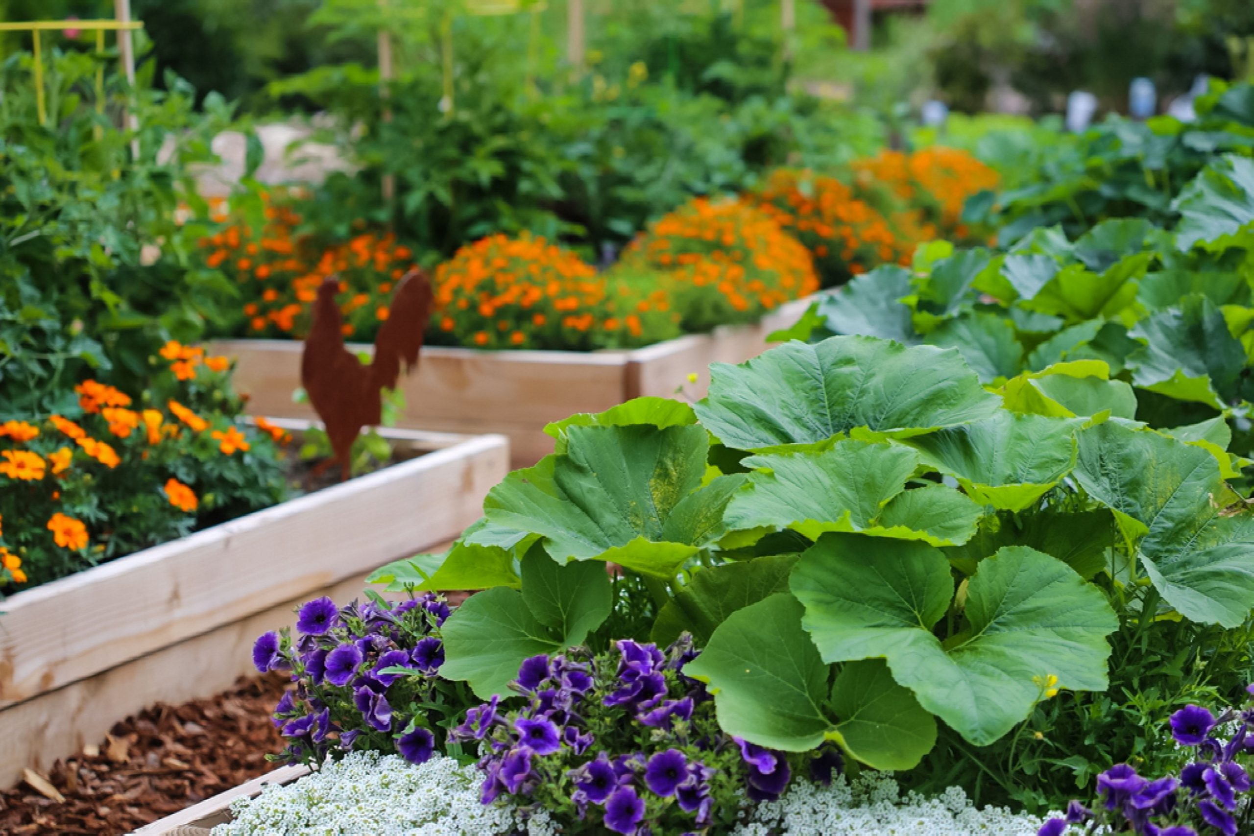 Làm vườn rau tại nhà dễ trồng